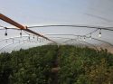 Marijuana Bust in Valley Springs