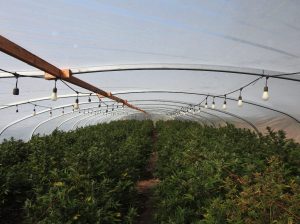 Marijuana Bust in Valley Springs