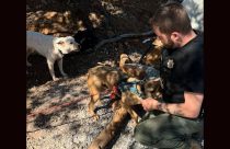 TCAC offer checking on dogs at Camp Justice -- TCAC photo