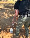 TCAC officer checking on dogs at Camp Justice -- TCAC photo