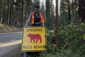 Yosemite speeding kills bears in the park sign