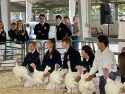 Mother Lode Fair Junior Livestock Auction