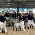 Junior Livestock Auction
