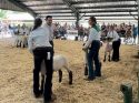 Junior Livestock Auction