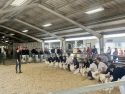 Junior Livestock Auction