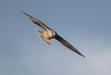 Peregrine-Falcon-juvenile-in-flight -- Photo taken by James Mcgrew
