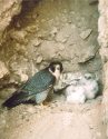 2-Peregrine-falcon-nest-and-babies -- Photo taken by Julie Miller