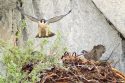3-Peregrine-landing-in-nest-on-granite-cliffs-Photo taken by Peggy Sells