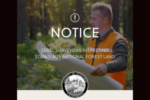 SERAL Surveyors inspecting forest -- Tuolumne County graphic