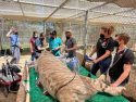 Falcor having surgery in his enclosure at the sanctuary -- PAWS photo