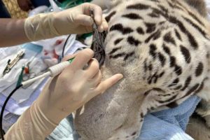 Falcor having surgery in his enclosure at the sanctuary -- PAWS photo