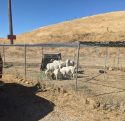 Goats getting rabies vaccines -- TCAC photo