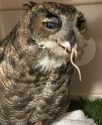 Great Horned Owl Toby feeling much better -- Tri County Wildlife Care photo