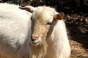 Lost goat found by CCAS officers -- CCAS photo