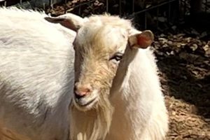 Lost goat found by CCAS officers -- CCAS photo