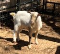 Lost goat found by CCAS officers -- CCAS photo