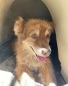 Moore's dog found near Gianelli Trailhead in STF -- TCSO photo