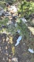 Toilet paper left blowing in the wind on the forest -- STF photo