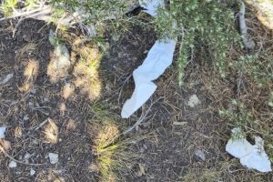 Toilet paper left blowing in the wind on the forest -- STF photo