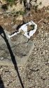 Toilet paper left blowing in the wind on the forest -- STF photo