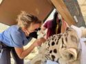 UC Davis ophthalmology resident Dr. Sara Adelman examines Falcor's eyes -- PAWS photo