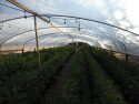 CCSO illegal pot grow bust