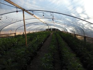 CCSO illegal pot grow bust