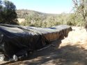 Illegal marijuana grow in Copperopolis