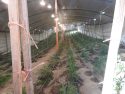 Illegal marijuana grow in Copperopolis