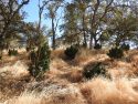 Illegal marijuana grow in Copperopolis