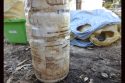 Illegal marijuana grow in Copperopolis with a banned and toxic insecticide being used