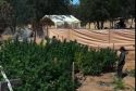 MCSO one of 8 illegal pot grow bust