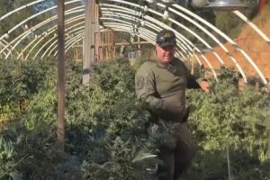 MCSO one of 8 illegal pot grow bust