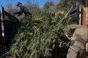 MCSO one of 8 illegal pot grow bust