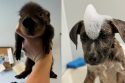 TCAC baby pig and puppy at shelter