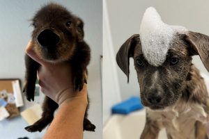 TCAC baby pig and puppy at shelter