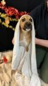 TCAC puppy getting a bath