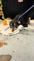 Too many dogs at TCAC shelter