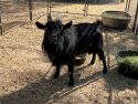 Lost Billy goat found in Mokelumne Hill