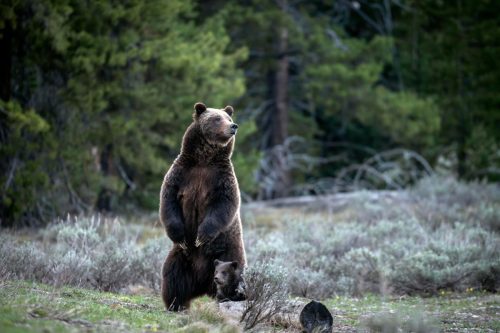 Vigil Set For Grizzly No. 399, The Beloved Grand Teton Bear Who Was ...