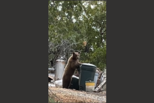 Bear in Highway 108 area between Sonora and Soulsbyville
