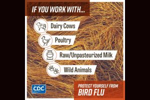 CCPH Protect Yourself From Bird Flu graphic