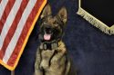 CCSO K-9 Titan sniffs out drugs -- CCSO photo