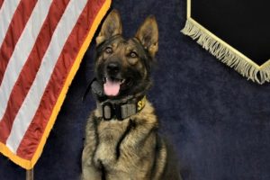 CCSO K-9 Titan sniffs out drugs -- CCSO photo