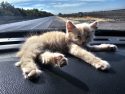 Little kitten saved by San Andreas Unit CHP officer -- CHP photo