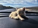 Little kitten saved by San Andreas Unit CHP officer -- CHP photo