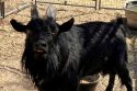 Lost Billy goat found in Mokelumne Hill