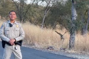 Great Horned Owl Toby released by CHP officer that saved its life