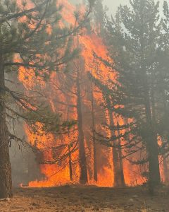 Peak Fire burning near Herring Creek Reservoir in the Stanislaus National Forest -- TCFD photo