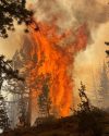 Peak Fire burning near Herring Creek Reservoir in the Stanislaus National Forest -- TCFD photo